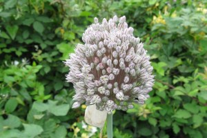 Allium ampeloprasum (1200 x 800)